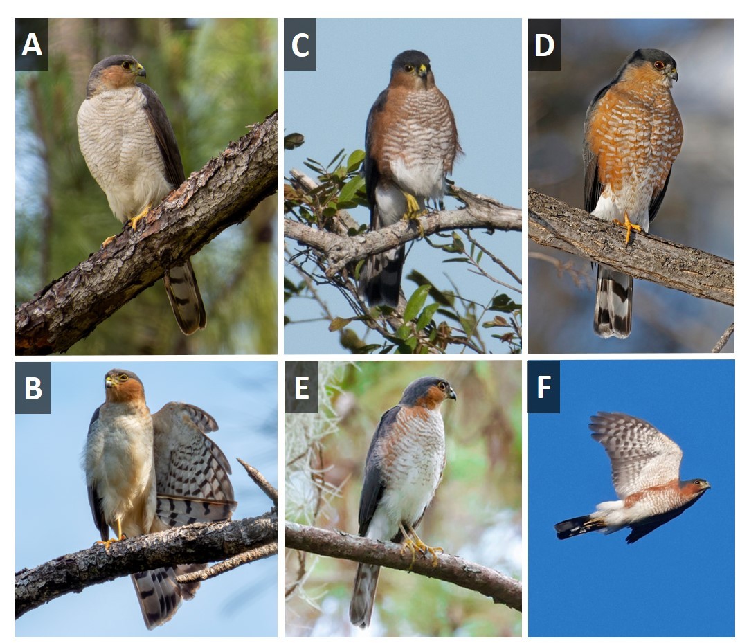 Comparison between adult Accipiter striatus fringilloides—A. female and B. male—and three subspecies of A. striatus (C–F). Note the absence of the reddish lateral area that is typical in C. A. s. venator, D. A. s. velox, and E–F. A. s. striatus. Photos: eBird/Macaulay Library: Nils Navarro (A y B), Julio Salgado (C); David McQuade (D); Georgi Sánchez (E); Chris Brown (F).