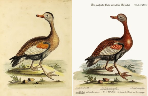 Izquierda: ilustración de George Edwards basada en la referencia original; derecha: versión correspondiente a las ediciones continentales de Johann Michael Seligmann. Nótese que en ambas representaciones la coloración rojiza cubre completamente el pecho y el dorso es uniforme, patrón típico de las poblaciones de Norte y Centroamérica (autumnalis, no en el sentido de Friedman). En ambos casos se observa la ausencia de la amplia zona gris en pecho y dorso, carácter diagnóstico de las poblaciones sudamericanas (discolor).